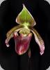 Paph. curtisii gruene Fahne